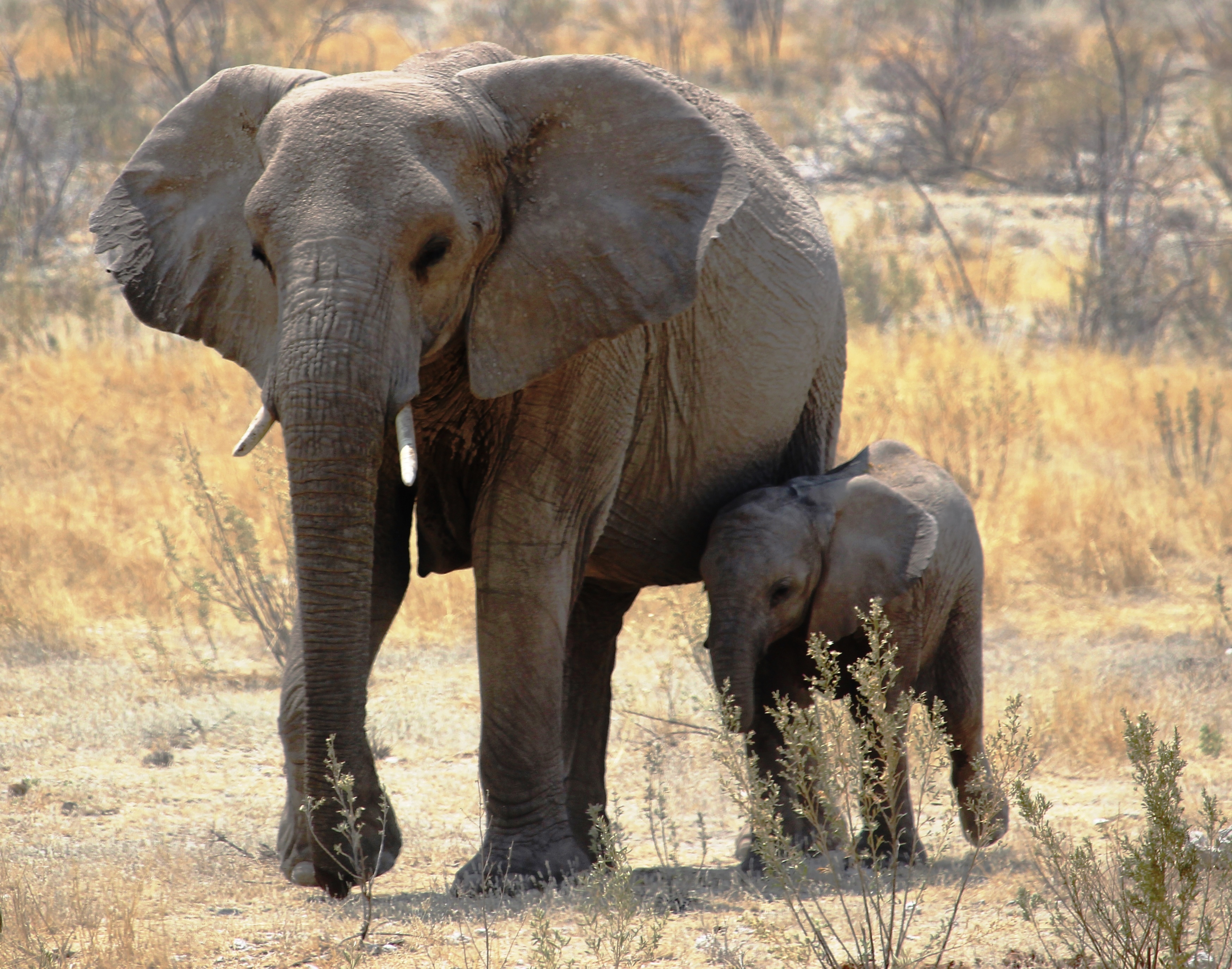 Mum and bubba elephant